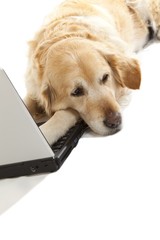 Dog with a laptop