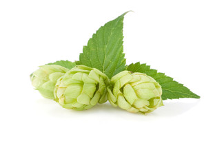 Fototapeta premium hop isolated on white