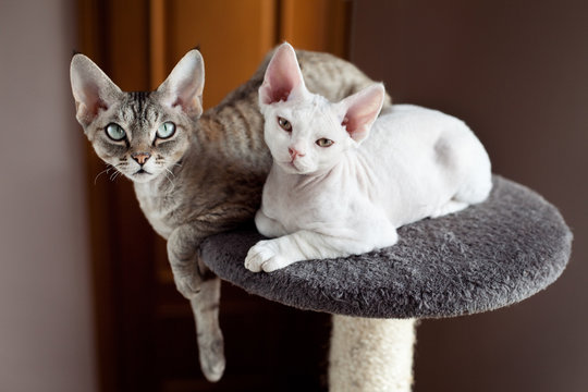 Adorable Devon Rex cats sitting on scratching post at home. Two happy feline friends laying together and snuggling. Lifestyle photo