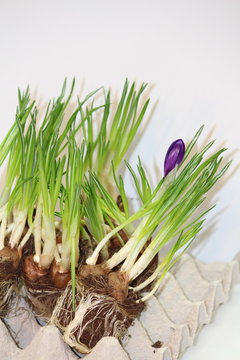 es wird Fr&uuml;hling