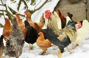 Hühner im Winter