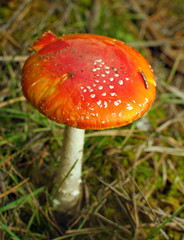 Amanita mushroom in forest