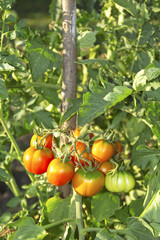 Fresh organic tomatoes in garden