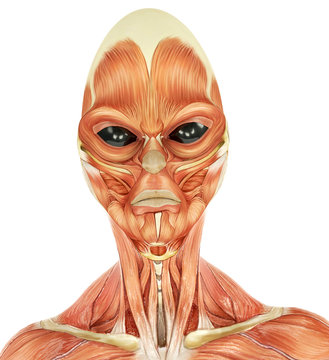 alien musculatory sytem id portraid