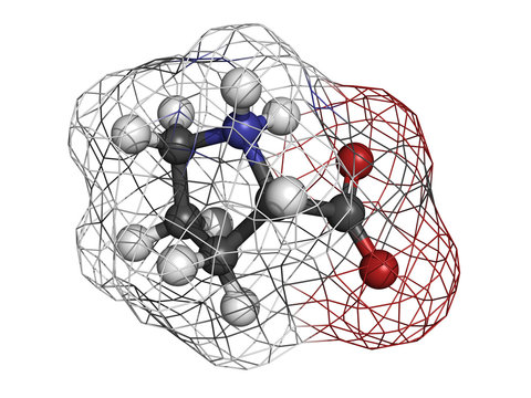 Proilne (Pro, P) amino acid, molecular model.