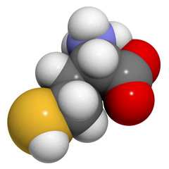 Homocysteine (Hcy) amino acid, molecular model.