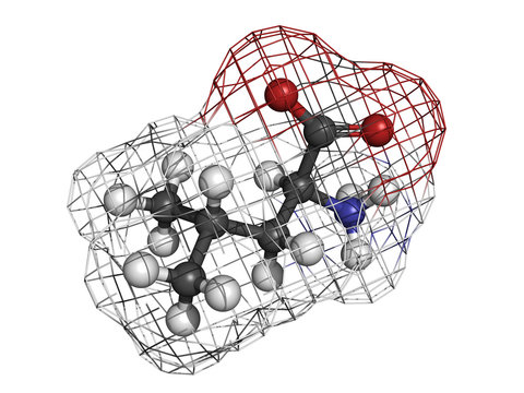 Leucine (Leu, L) amino acid, molecular model.