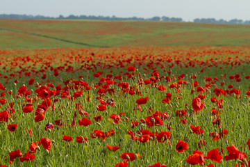 Poppy field