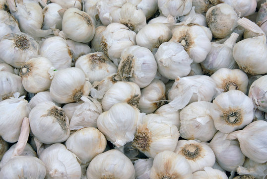 A frame full of garlic