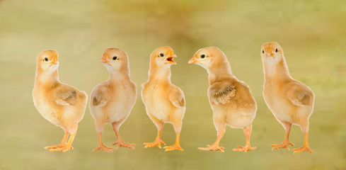Five adorable chicks