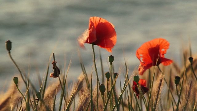 Poppy flowers blooming near the sea