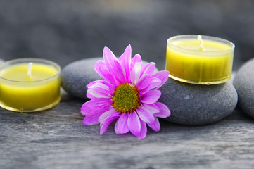 gerbera flower and two yellow candle on driftwood texture