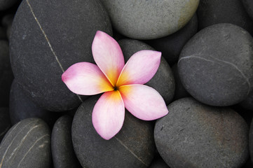 Obraz na płótnie Canvas Single frangipani on pebbles