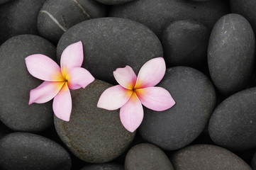 pebbles and two frangipani