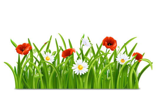 Green grass