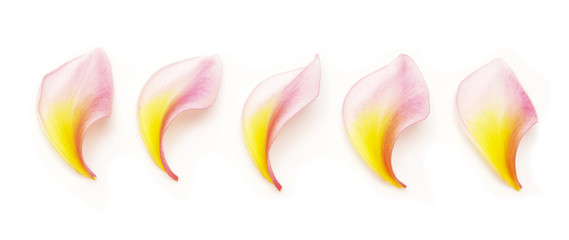 frangipani petals