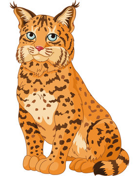 recommend clip art: Bobcat