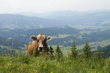 Fototapeta na wymiar Almvieh im Allgäu