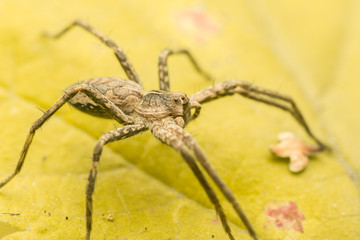 Nursery Web Spider