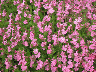 Fototapeta premium many small pink flowers