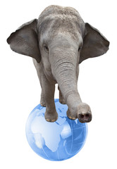 Circus elephant