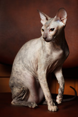 Sphynx Cat