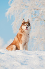 siberian husky dog portrait © otsphoto
