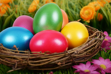 Osternest auf der Blumenwiese