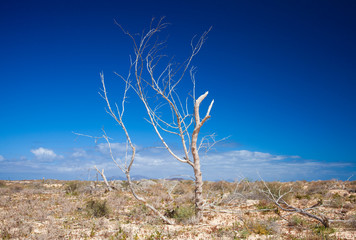 Fuerteventura, dry tree