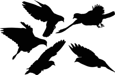five isolated dove silhouettes