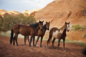 Horses in the Monument Valley