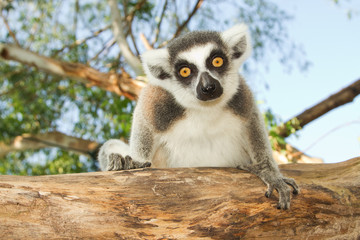 Ring-tailed lemur © praisaeng