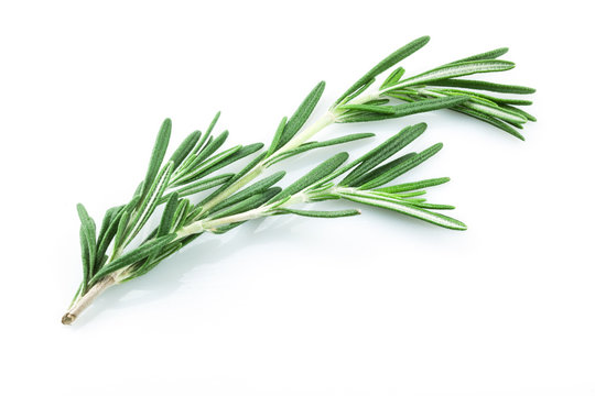 Twig of rosemary on a white background.
