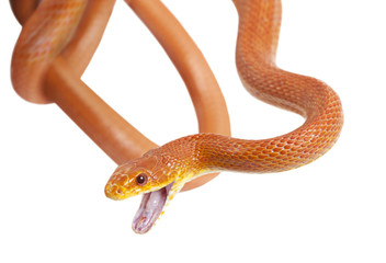 Texas rat snake over white