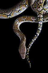 Naklejka premium Python on black background