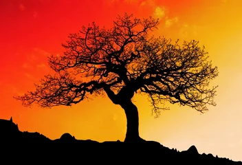 Foto op Plexiglas Alone tree with sun and color red orange yellow sky © TTstudio