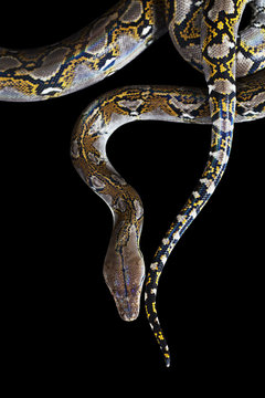 Python on black background