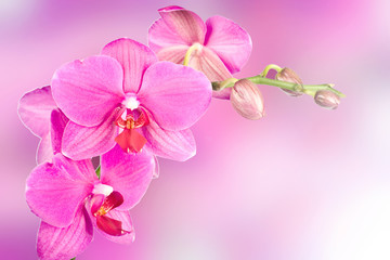 Obraz na płótnie Canvas piękny różowy kwiat orchidei