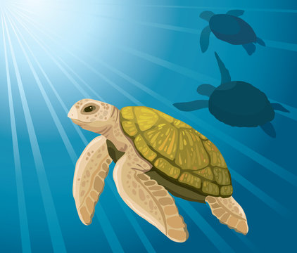 Cartoon turtles and sea