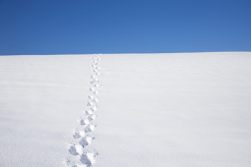 Spuren im Schnee