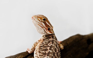 Red bearded dragon