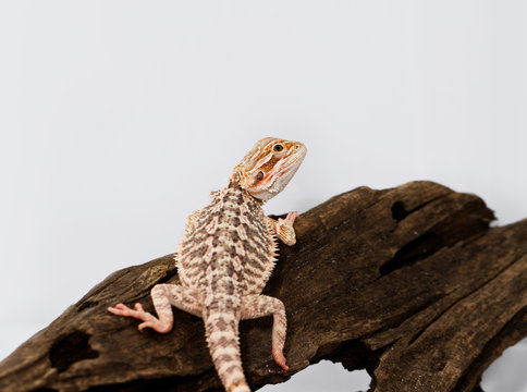 Red Bearded Dragon