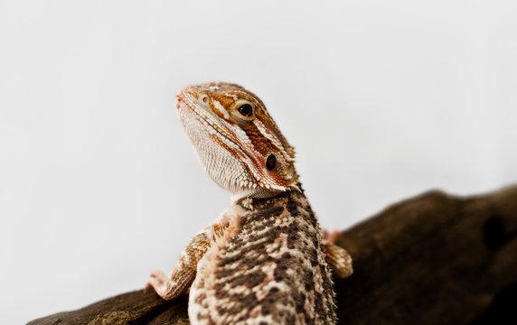 Red Bearded Dragon