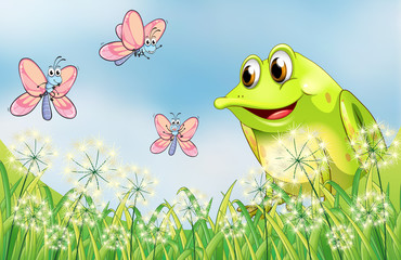 Frog and butterflies in the garden