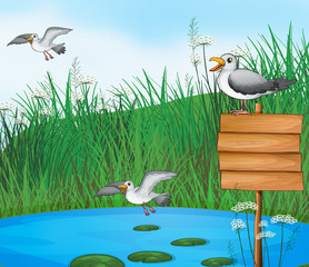 Trois oiseaux à l& 39 étang avec une pancarte