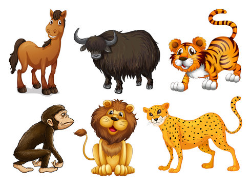Different kinds of four-legged animals
