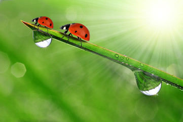 fresh morning dew and ladybird