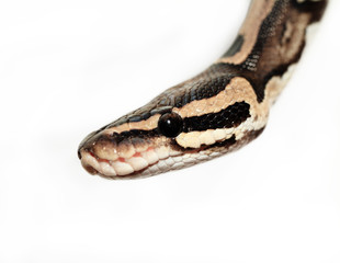 Ball Python close up