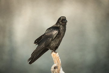 Common Raven