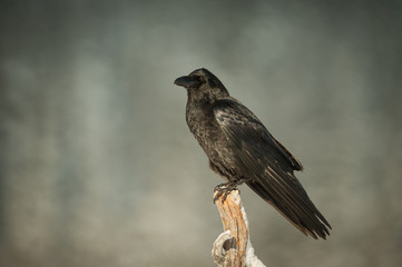 Common Raven